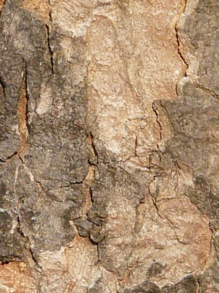 bark texture