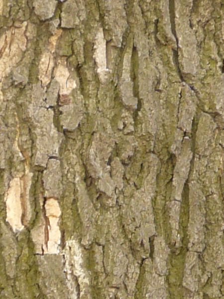 bark  texture