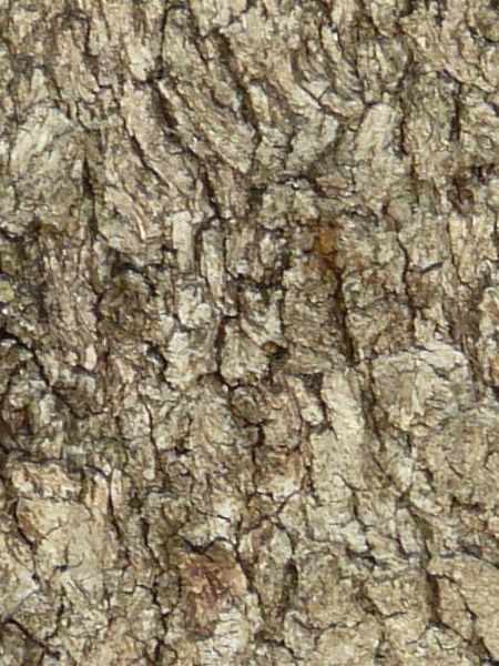 bark  texture