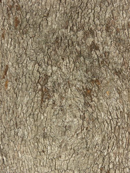 bark  texture