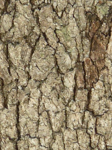 bark  texture