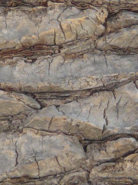 bark  texture