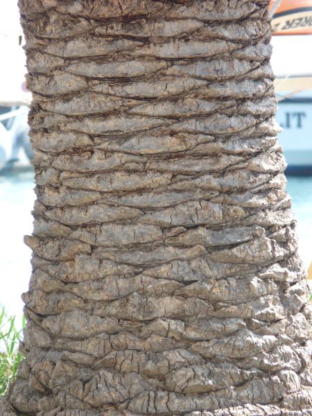 bark  texture