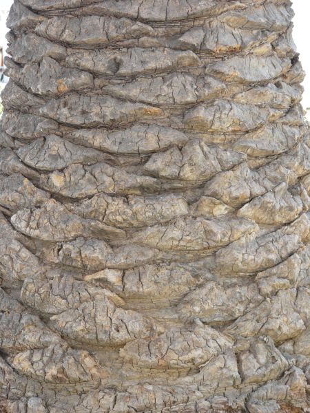 bark  texture