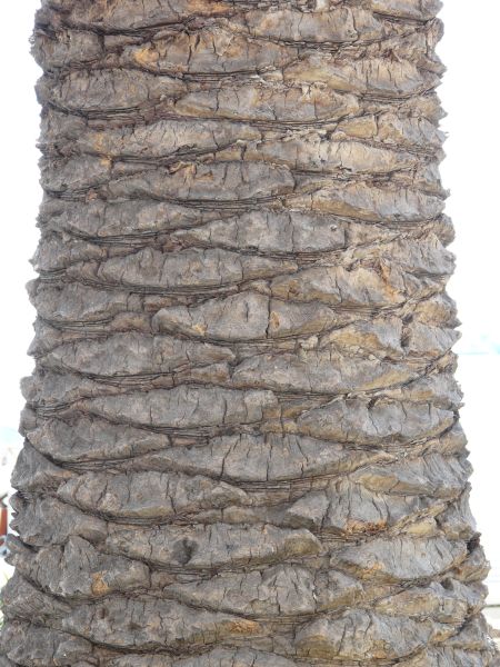 bark  texture