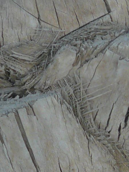bark  texture