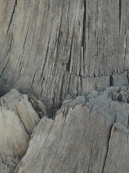 bark  texture