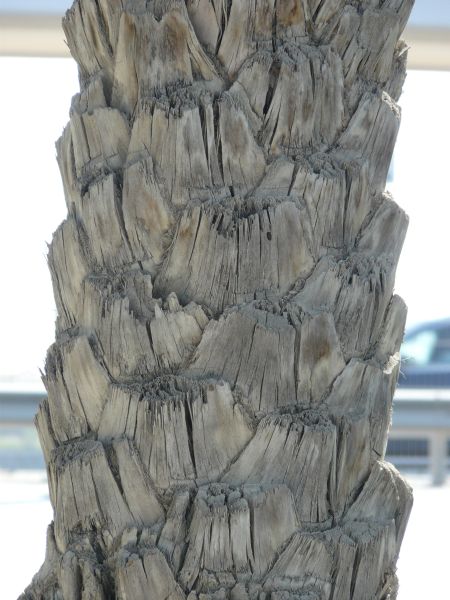 bark  texture