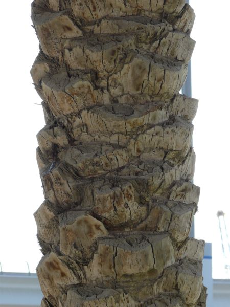 bark  texture