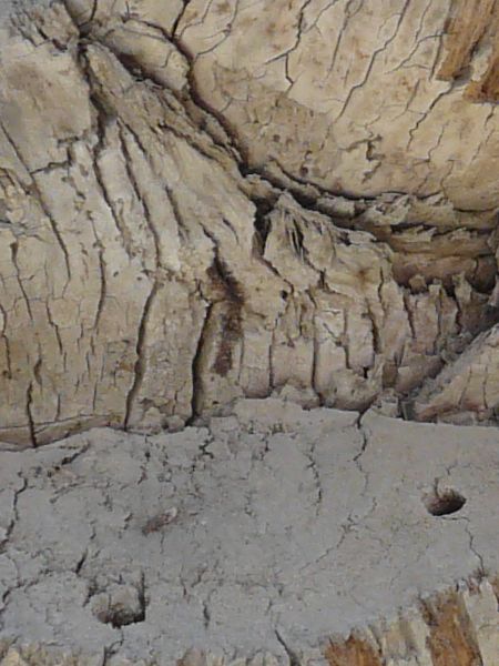 bark  texture