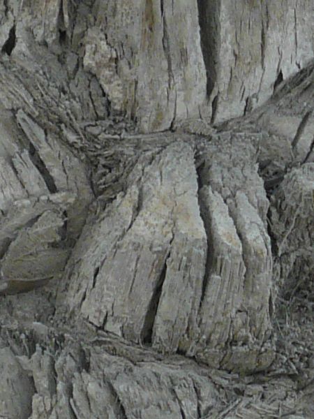 bark  texture
