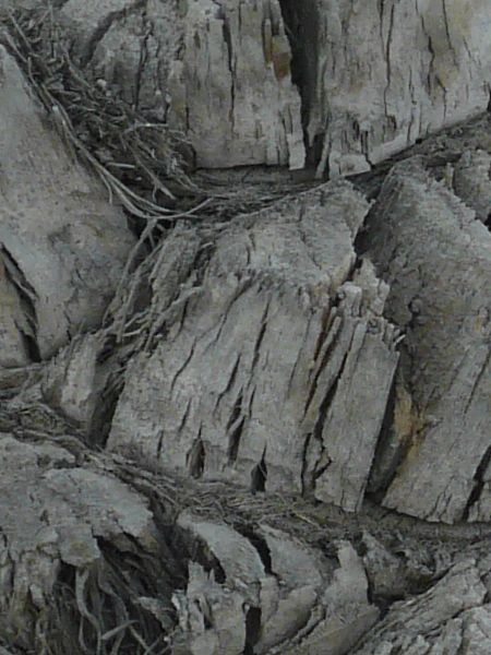 bark  texture