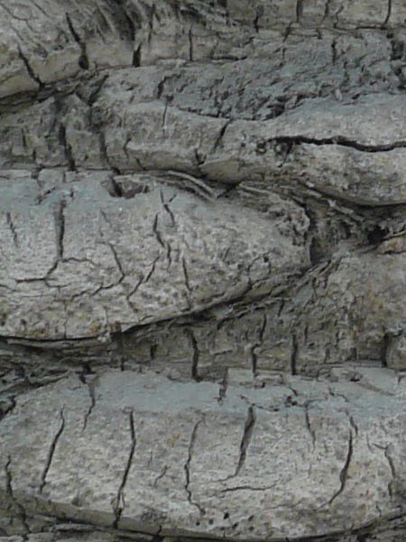 bark  texture