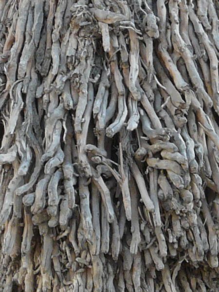 bark  texture