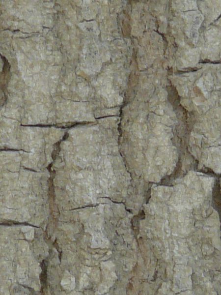 bark  texture