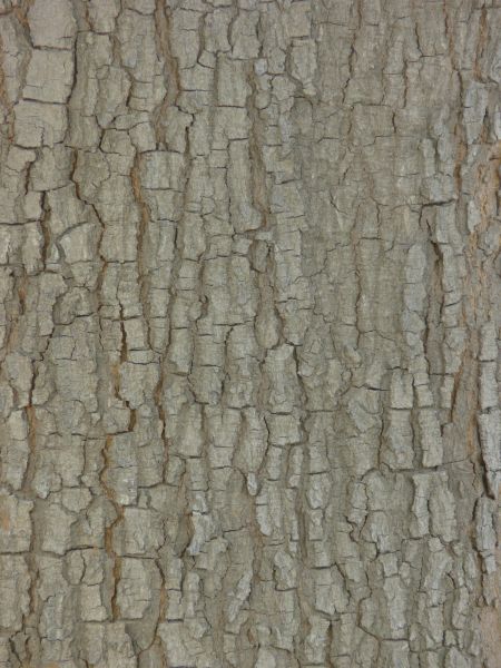 bark  texture
