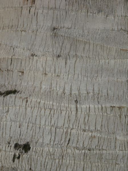 bark  texture