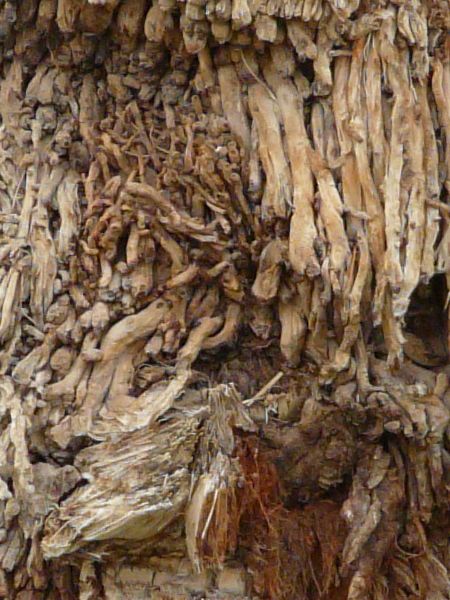 bark  texture
