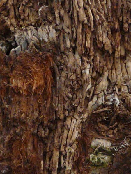bark  texture