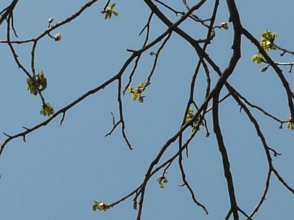 branch  texture