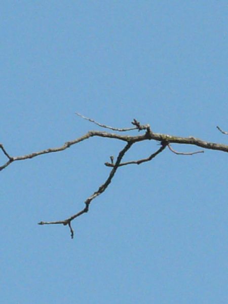 branch  texture