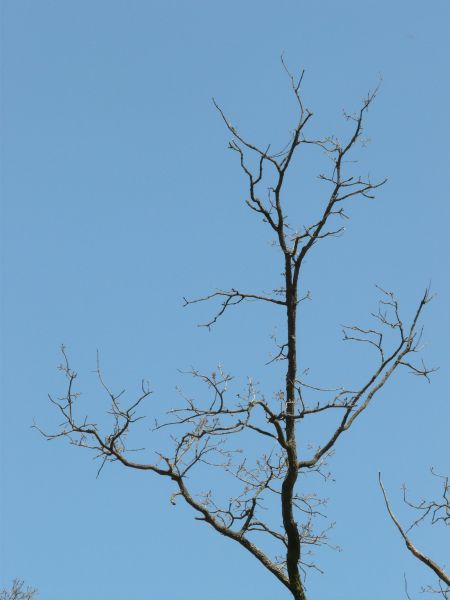 branch  texture