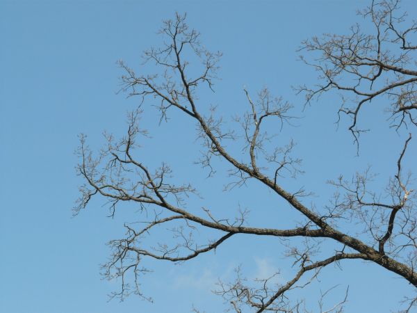 branch  texture