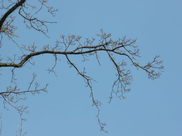 branch  texture