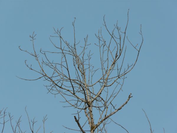 branch  texture