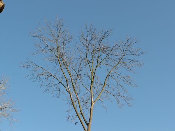 branch  texture