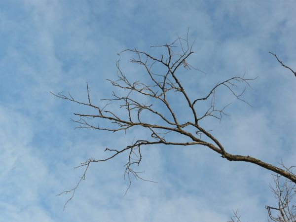 branch  texture