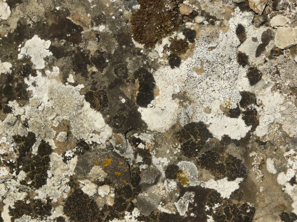 lichen  texture