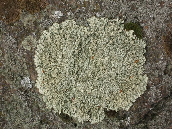 lichen  texture