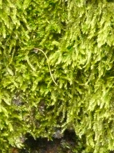 moss  texture