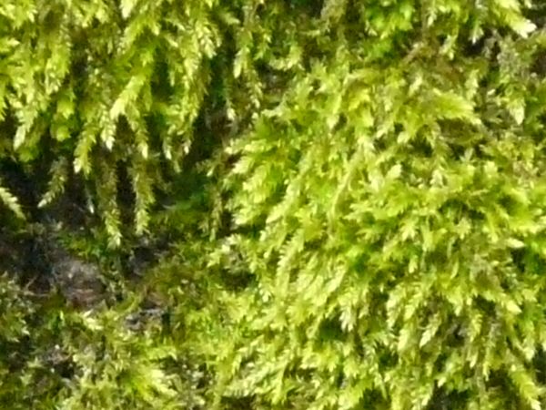 moss  texture