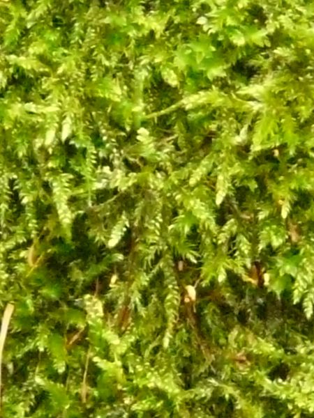 moss  texture
