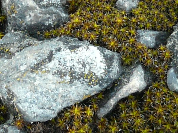 moss  texture