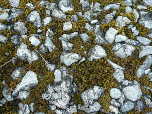 moss  texture