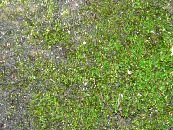 moss  texture