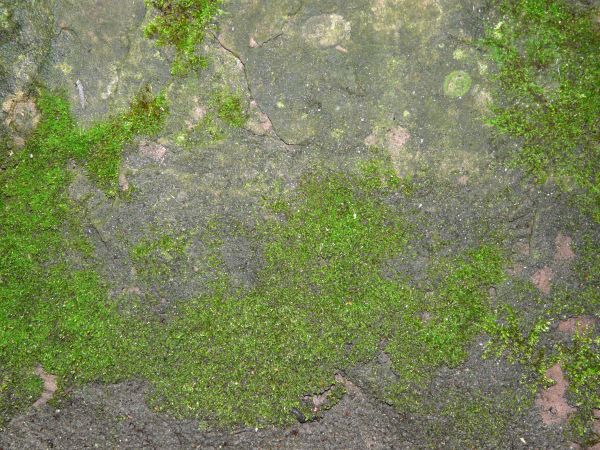 moss  texture