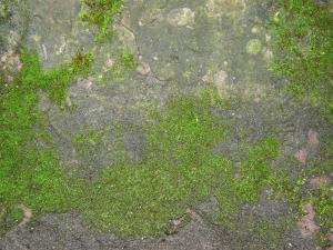 Moss Textures Texturelib