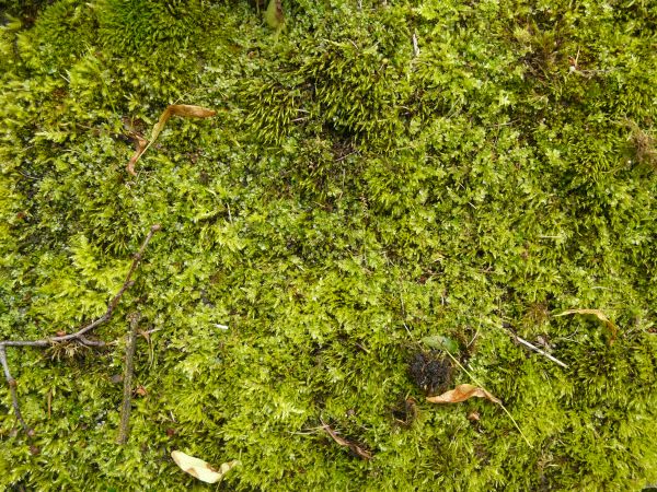 moss  texture