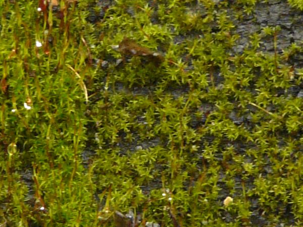 moss  texture