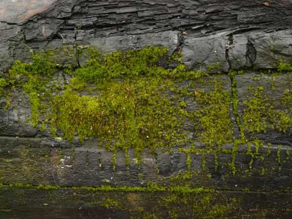 moss  texture
