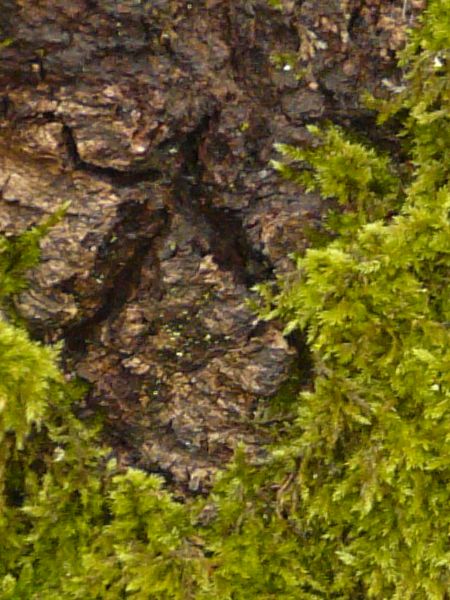 moss  texture
