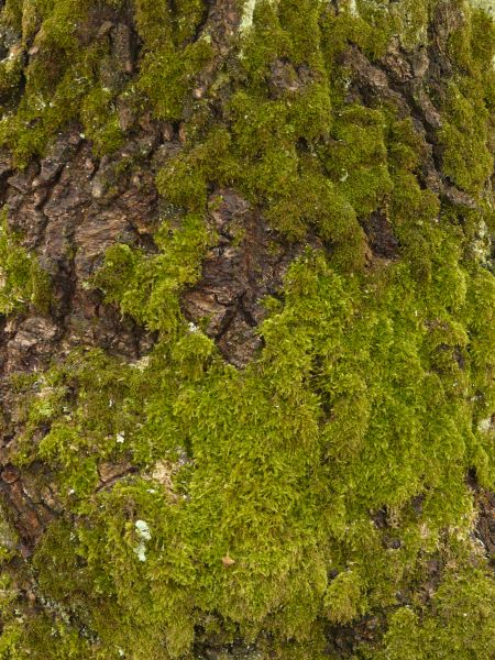 moss  texture