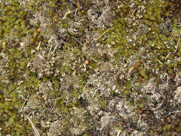 moss  texture