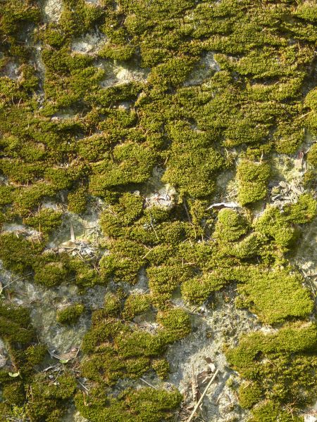 moss  texture
