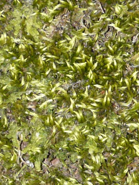 moss  texture