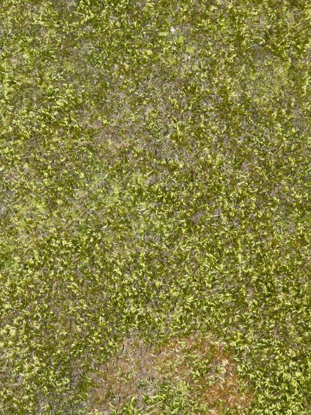 moss  texture
